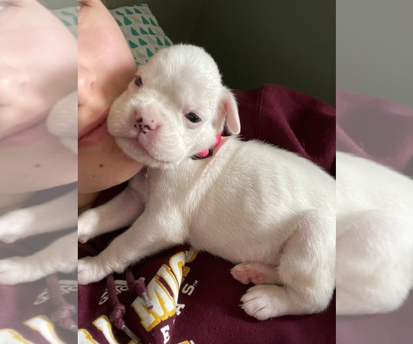 Medium Photo #1 Boxer Puppy For Sale in VICTORIA, TX, USA