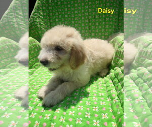 Pyredoodle Dogs for adoption in Croydon, NH, USA