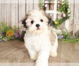 Havanese Puppy for sale in MOUNT VERNON, OH, USA