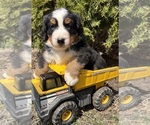 Small #4 Bernese Mountain Dog