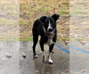 Audie Murphy - Male Border Collie-Unknown Mix Dog for Adoption - Photo #4