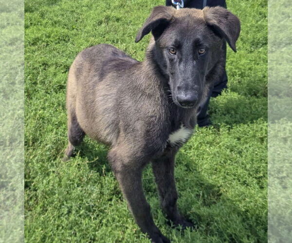 Medium Photo #6 German Shepherd Dog-Huskies  Mix Puppy For Sale in Huntley, IL, USA