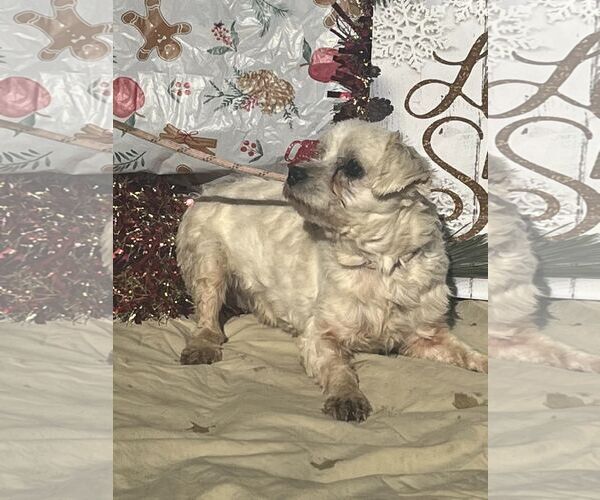 Medium Photo #2 Maltese Puppy For Sale in HOPKINSVILLE/PRINCETON, KY, NH, USA