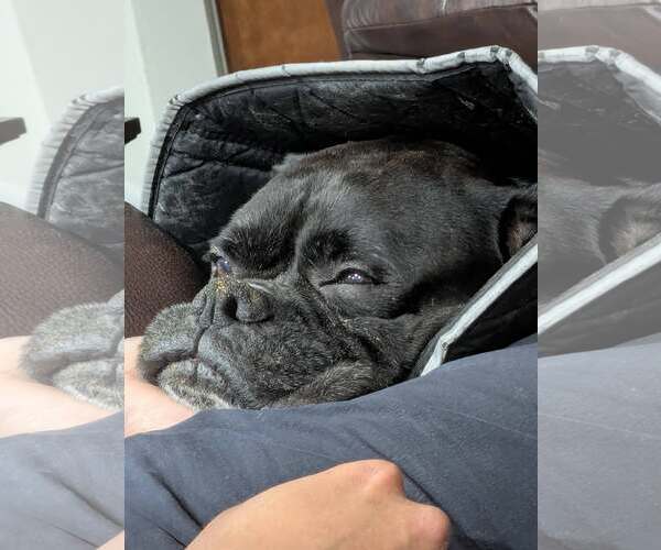 Medium Photo #2 Boxer Puppy For Sale in Burnsville, MN, USA