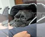 Small #1 Boxer