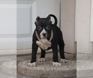 American Bully Puppy for sale in CHAMPAIGN, IL, USA