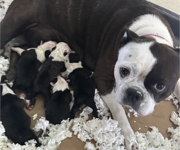 Medium Photo #1 Boston Terrier Puppy For Sale in BRIDGEWATER, NJ, USA