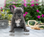 Small #4 French Bulldog