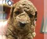 Small Photo #5 Goldendoodle (Miniature) Puppy For Sale in MOUNT PLEASANT, SC, USA