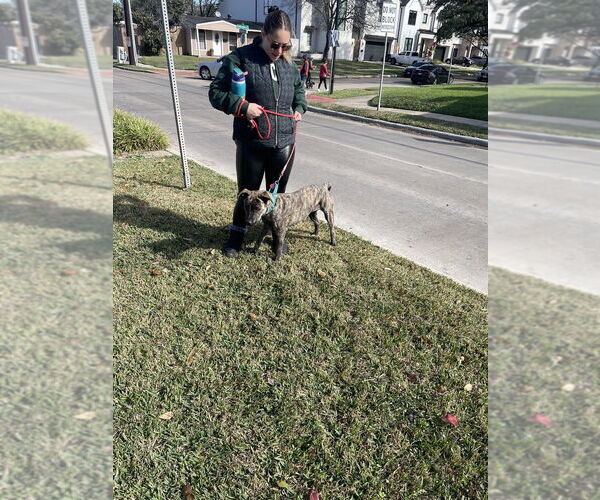 Medium Photo #7 Holland Shepherd-Plott Hound Mix Puppy For Sale in Lakewood, CO, USA