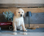Small Photo #18 Golden Labrador Puppy For Sale in GOSHEN, IN, USA