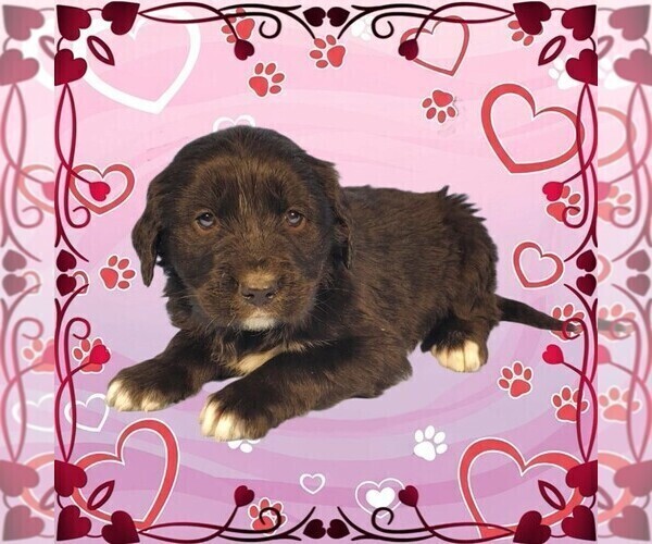 Medium Photo #15 Golden Mountain Dog Puppy For Sale in BLACK FOREST, CO, USA