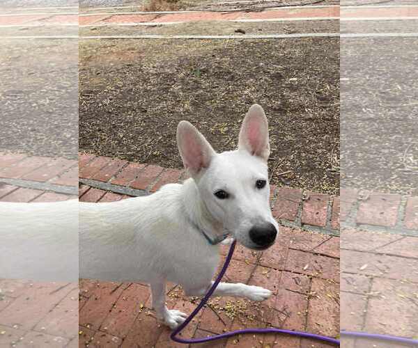Medium Photo #3 German Shepherd Dog-Unknown Mix Puppy For Sale in San Diego, CA, USA