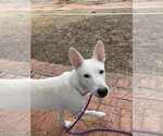 Small #2 German Shepherd Dog Mix