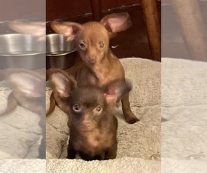 Chiweenie Puppy for sale in ECHO, AL, USA