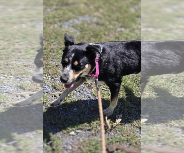 Medium Photo #7 Australian Shepherd-Unknown Mix Puppy For Sale in Rustburg, VA, USA