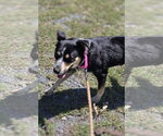 Small #6 Australian Shepherd Mix
