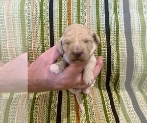Goldendoodle Puppy for Sale in JACKSONVILLE, Florida USA