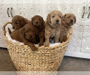 Miniature Labradoodle Puppy for sale in LEHI, UT, USA