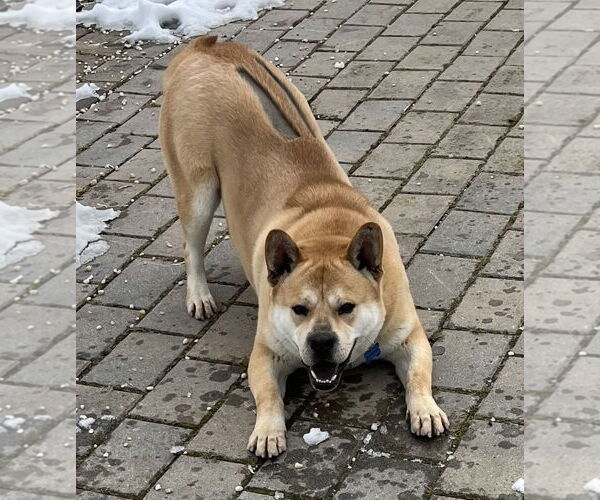 Medium Photo #2 Chow Chow-Unknown Mix Puppy For Sale in Spring Lake, NJ, USA
