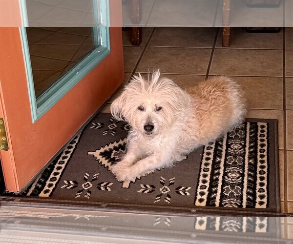 Medium Photo #2 Maltipoo Puppy For Sale in Newport Beach, CA, USA