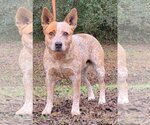 Small Photo #2 Red Heeler-Unknown Mix Puppy For Sale in Wetumpka, AL, USA