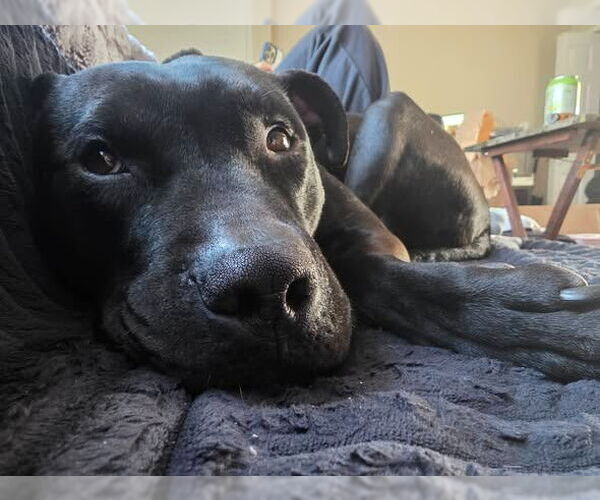 Medium Photo #9 American Staffordshire Terrier Puppy For Sale in Sayreville, NJ, NJ, USA