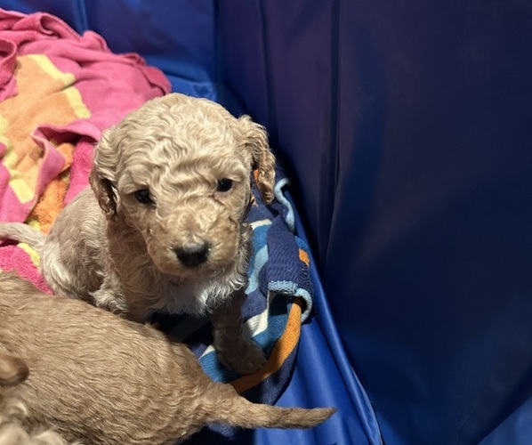 Medium Photo #6 Goldendoodle (Miniature) Puppy For Sale in LINWOOD, MI, USA