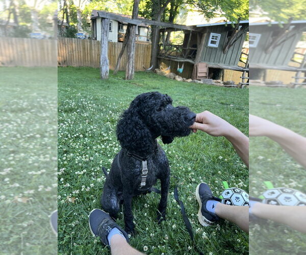 Medium Photo #2 Mutt Puppy For Sale in Candler, NC, USA