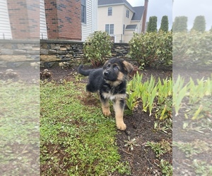 German Shepherd Dog Puppy for sale in N ATTLEBORO, MA, USA
