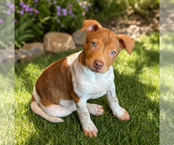 Medium Photo #2 American Pit Bull Terrier-Unknown Mix Puppy For Sale in Phoenix, AZ, USA