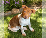 Small #1 American Pit Bull Terrier Mix