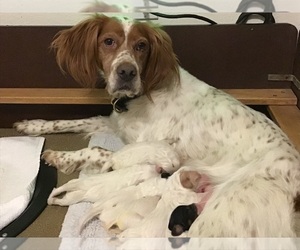 English Setter Puppy for Sale in MOSCOW, Idaho USA