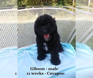 Cavapoo Puppy for sale in CLARKRANGE, TN, USA