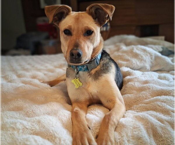 Medium Photo #1 Mutt Puppy For Sale in Sandy, UT, USA