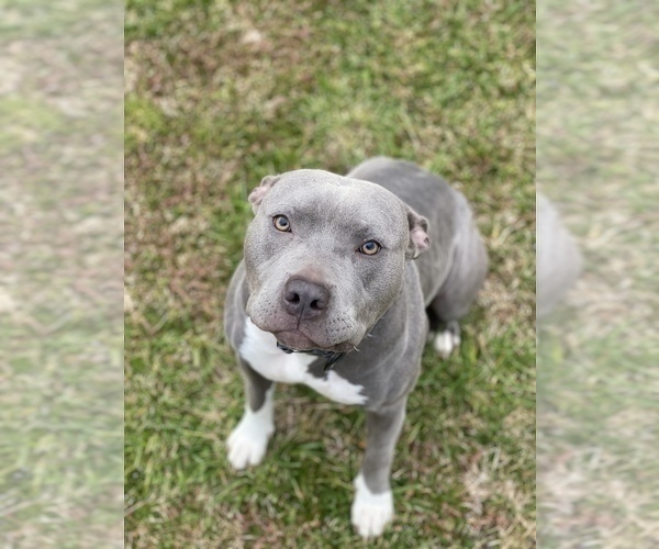 Medium Photo #1 American Bully Puppy For Sale in MERIDIANVILLE, AL, USA
