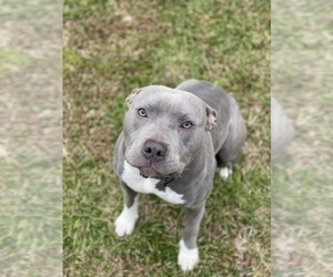 Mother of the American Bully puppies born on 06/03/2022