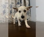 Small #18 Chihuahua