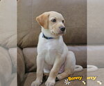 Small #8 Labrador Retriever Mix