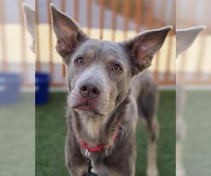 American Pit Bull Terrier-Unknown Mix Dogs for adoption in Las Vegas, NV, USA