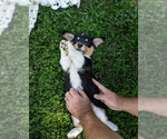 Small Photo #8 Pembroke Welsh Corgi Puppy For Sale in NEW DOUGLAS, IL, USA
