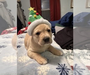Labrador Retriever Puppy for sale in FALL RIVER, MA, USA