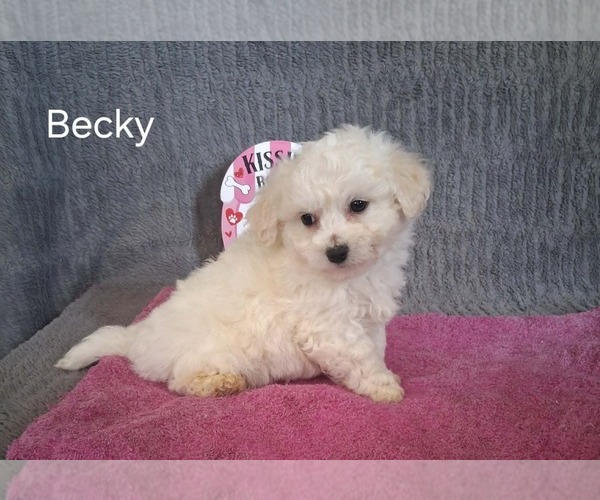Medium Photo #2 Bichon Frise Puppy For Sale in MOUNT PLEASANT, MI, USA