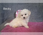 Small #1 Bichon Frise