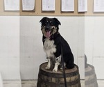 Small Photo #1 Australian Shepherd Puppy For Sale in ROY, UT, USA