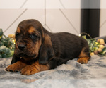 Small #2 Basset Hound