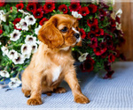 Small #4 Cavalier King Charles Spaniel