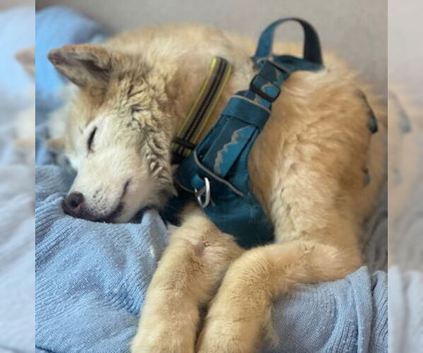 Medium Photo #3 Siberian Husky Puppy For Sale in Omaha, NE, USA