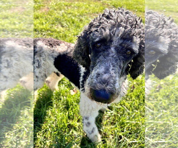 Medium Photo #7 Poodle (Standard) Puppy For Sale in Pacolet, SC, USA