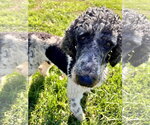 Small #6 Poodle (Standard)
